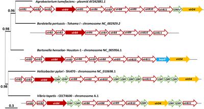 Implication of the Type IV Secretion System in the Pathogenicity of Vibrio tapetis, the Etiological Agent of Brown Ring Disease Affecting the Manila Clam Ruditapes philippinarum